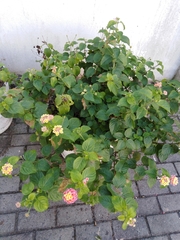 Lantana camara