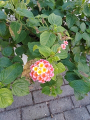 Lantana camara