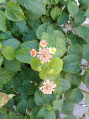 Lantana camara