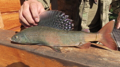 Upper Yenisei Grayling photo 1