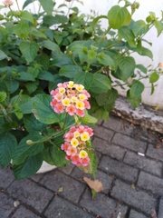 Lantana camara