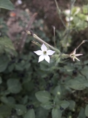 Nicotiana quadrivalvis