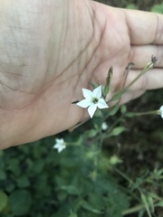Nicotiana quadrivalvis