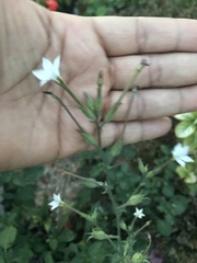 Nicotiana quadrivalvis