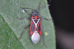 Anochrostomus formosus