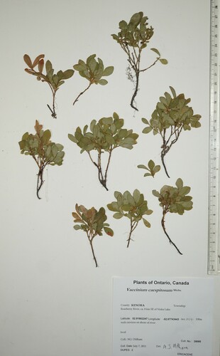 dwarf bilberry