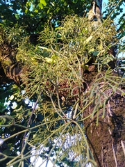 Rhipsalis teres