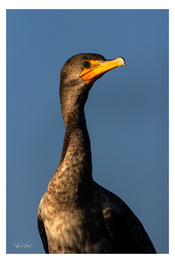 Florida Cormorant from Green Cay Nature Center & Wetlands, 12800 Hagen ...