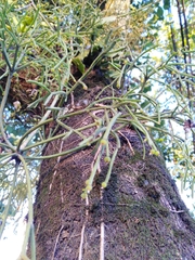 Rhipsalis teres