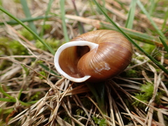 Allogona ptychophora