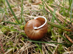 Allogona ptychophora