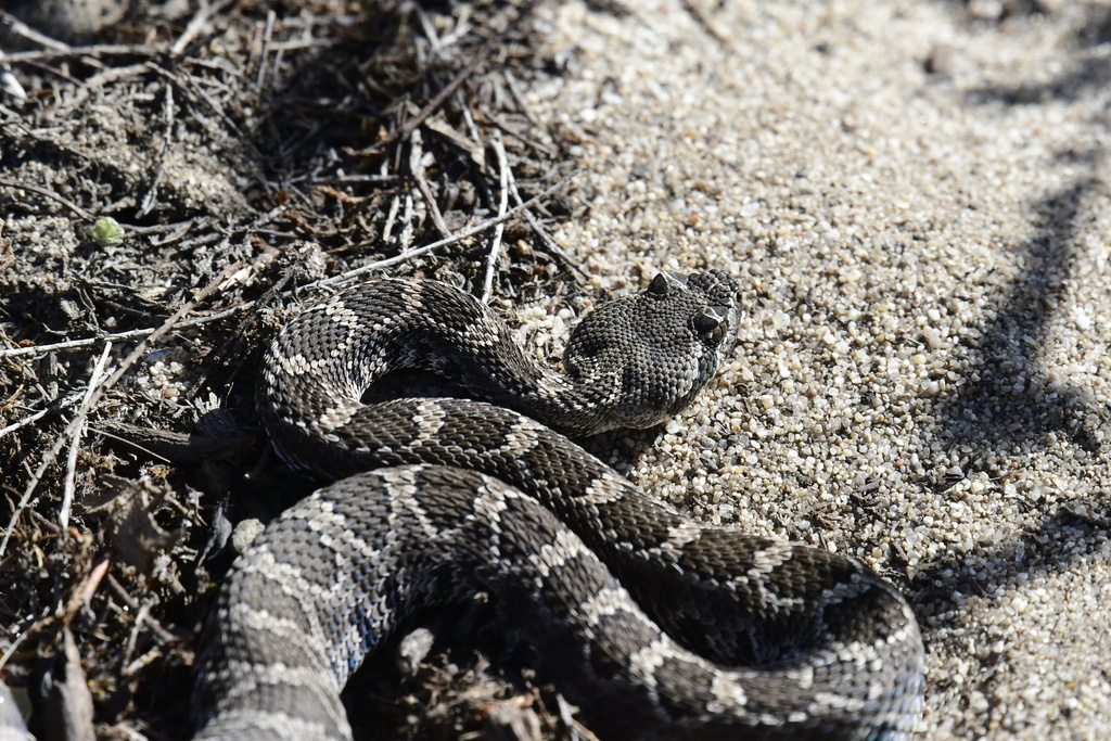 Northern Pacific Rattlesnake from Fort Ord Natural Reserve, Marina, CA