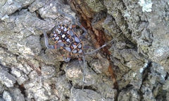 Pachylis argentinus