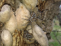 Pachylis argentinus