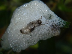 Cephisus siccifolius