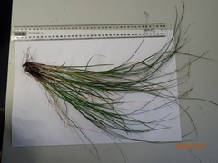 Carex imbecilla