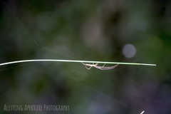 Tetragnatha elongata