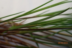 Carex imbecilla