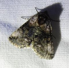 Abrostola microvalis