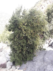 Cryptocarya alba
