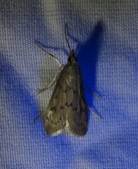 Blepharomastix haedulalis