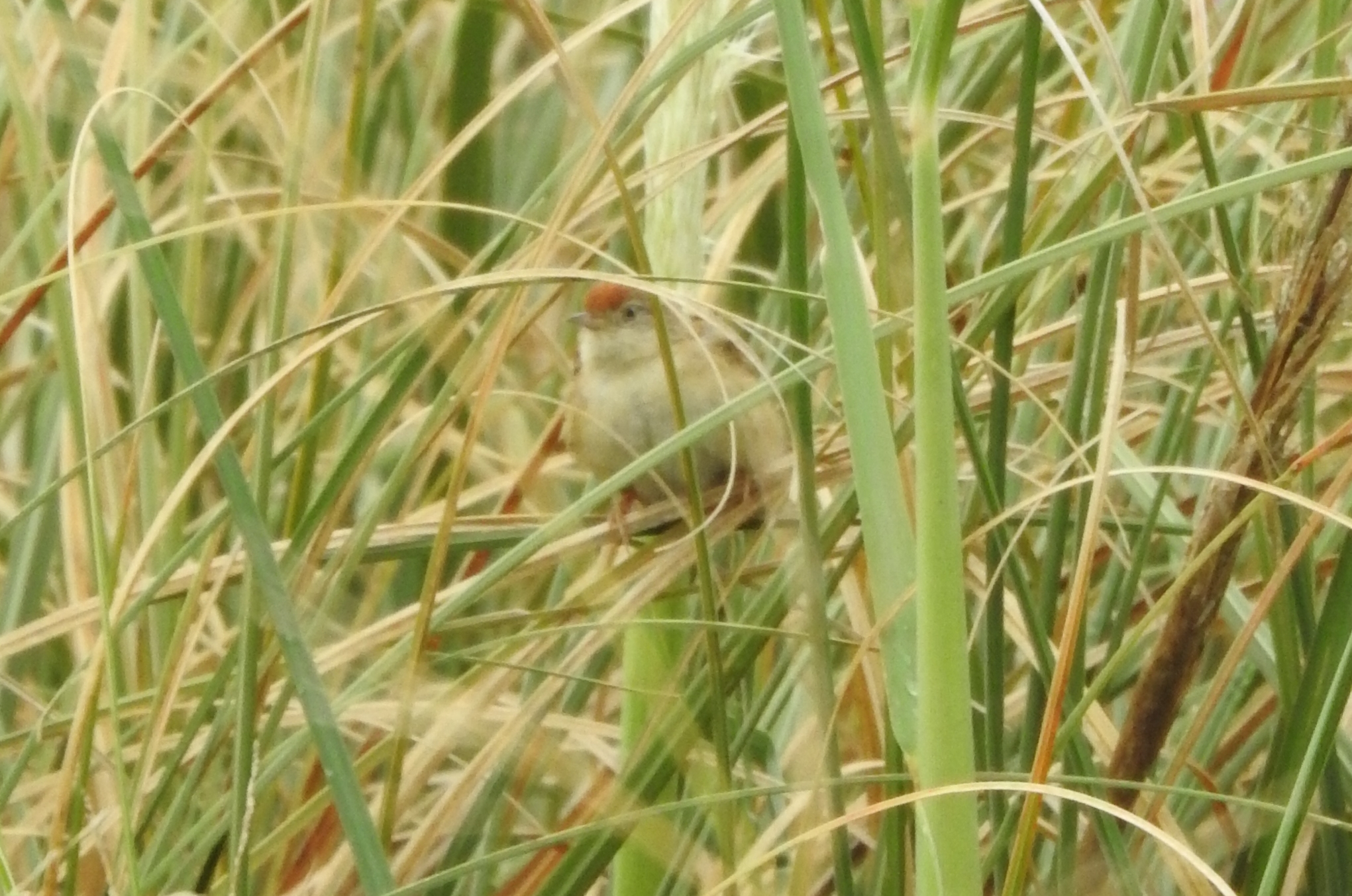 Bay-capped Wren-Spinetail (Spartonoica maluroides), photo 8