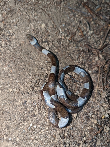 Black-banded Cat-eyed Snake