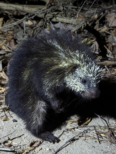 Mexican Hairy Dwarf Porcupine, 70987 Oax., México, photo 6 of 10