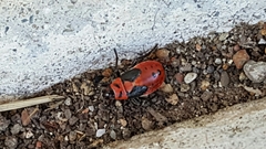 Lygaeus kalmii