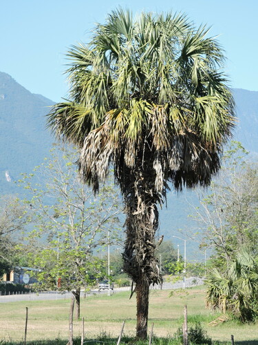 Mexican Palmetto