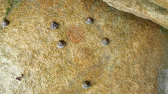 Bembicium