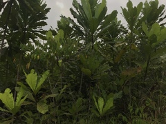 Cespedesia