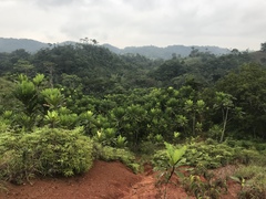 Cespedesia