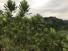 Cespedesia