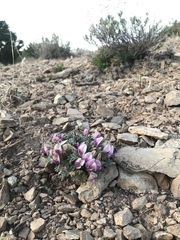 Astragalus newberryi