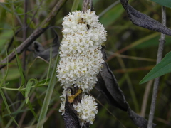 Cuscuta glomerata