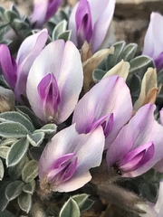 Astragalus newberryi