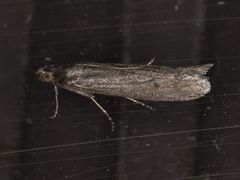 Ancylosis albipenella