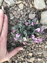 Astragalus newberryi
