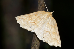 Ischalis variabilis