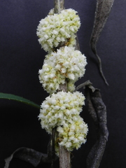Cuscuta glomerata