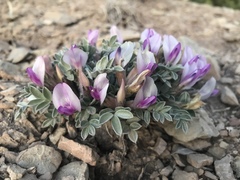 Astragalus newberryi