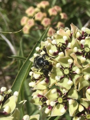 Trichiotinus texanus