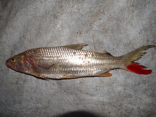 Tiger fish (Hydrocynus brevis) — Alestidae — 2