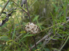 Cuscuta glomerata