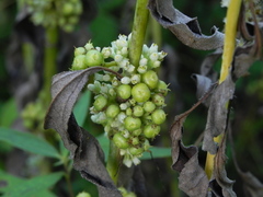 Cuscuta glomerata