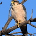 Common Lanner Falcon - Photo (c) copper, some rights reserved (CC BY-NC), uploaded by copper
