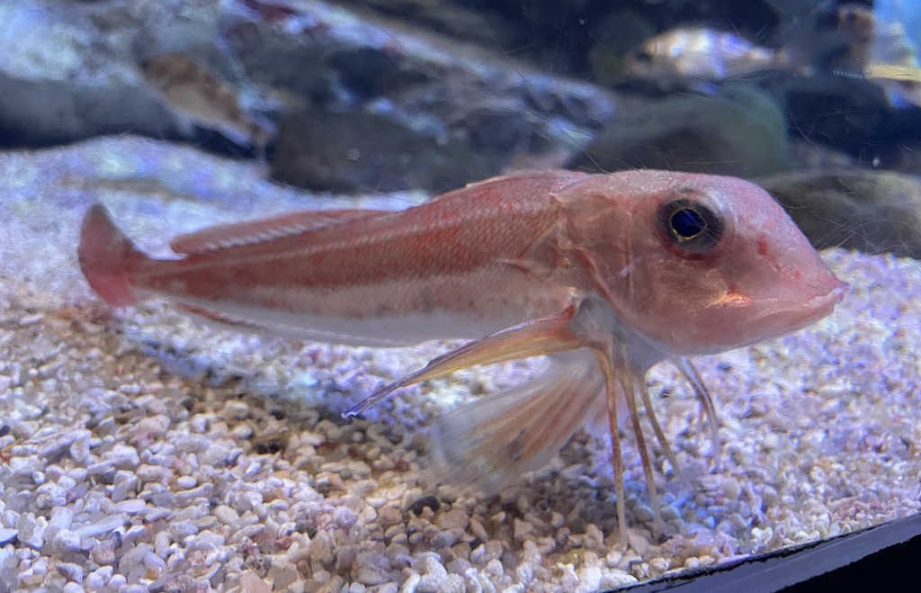 Redwing Searobin