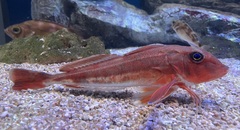Redwing Searobin photo 2
