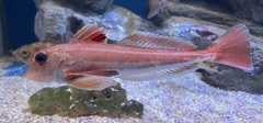 Redwing Searobin photo 3